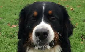 Why Do Dogs Foam At The Mouth Dog Throwing Up Dogs Your Dog