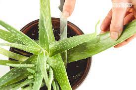 Warum die aloe vera bei aloe plus lanzarot e kaufen? Aloe Vera Gel Einfach Und Kostenlos Selbst Herstellen