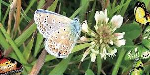 Arolwg Glöynnod Byw || Butterfly Survey