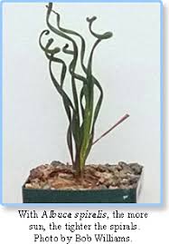 Image result for Trochomeria hookeri