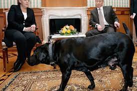 Putin's official kremlin photo, right, and the dog that some say resembles putin. This Quote About Putin S Machismo From Angela Merkel Is Just Devastating Vox