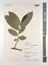 Image result for Artabotrys monteiroae