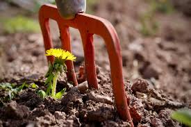 What soil to get for vegetable garden. Where To Put A Vegetable Garden Old Farmer S Almanac