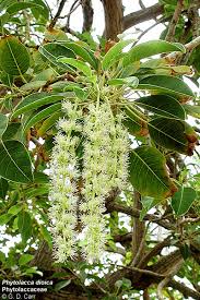 Image result for Phytolacca dioica