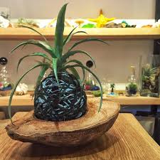 Https Www Instagram Com P Bic9s0ddjhb Taken By Sutopyamoda Plants Lovely Canning