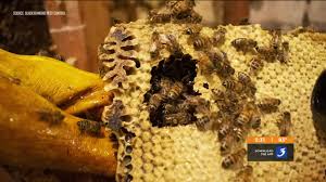 Find black transparent from a vast selection of weed & pest control. Honeybees Moved From Louisville Building