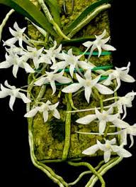 Image result for Mystacidium gracile