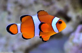 Common Clown Fish Seahorse Aquariums Ltd