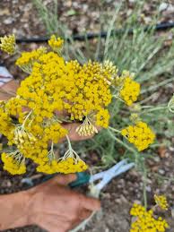Image result for Helichrysum lastii