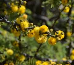 Image result for Acacia pilispina