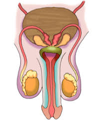 Female reproductive system diagram unlabeled side view. Male Reproductive System