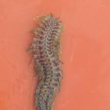 Free online course for all levels. Kedah Version Bahaya Ulat Bulu Laut Bristle Worm Facebook