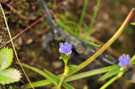 Image result for Cyanotis vaga