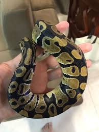 الدولة الامارات رقم الموبايل 0527172220 معلومات عن الإعلان بول بايثون للبيع ٤٠٠ درهم قابل للتفاوض أليف جدا snake animals