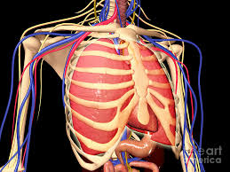 Lung cancer is another reason for pain around the rib cage. Human Rib Cage With Lungs And Nervous Digital Art By Stocktrek Images