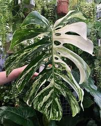 Variegated Monstera Buckle Street Pretty Plants Variegated Plants Garden Plants