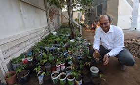 Fertilize your mums every three to four weeks until the buds appear. Uae How You Can Grow Your Garden For Free Uae Gulf News