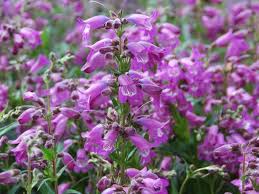 Some heat resistant perennial flowers that bloom all summer include: Plants That Bloom In Summer Diy