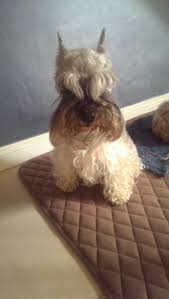 We did not find results for: Count On Airvets For Shipping Pets In The United States And Internationally We Provide Door To Door Service To Any D Pet Transport Pet Relocation Pet Shipping