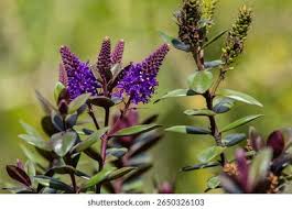 Image result for shrubby veronica hebe