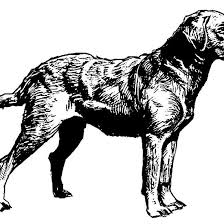 Black And White Chesapeake Bay Retriever Chesapeake Bay Retriever Drawing Chesapeake Bay Retriever Retriever Chesapeake