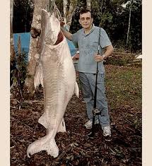 During a recent fishing trip along the po river in northern italy, ferrari reeled in a massive catfish that's one of. World Record Catfish A List Of The Biggest Catfish Hookedoncatfish