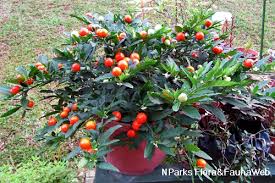 Image result for Solanum scabrum