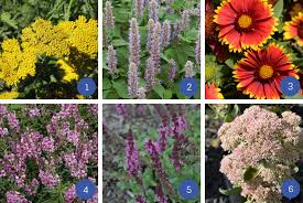 After you know what is going where, it's time to think of the annuals which can be tucked in between the perennials. A Guide To Planting Perennial Flowers The Dirt Blog Stauffers