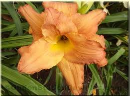 Image result for Deinbollia fanshawei