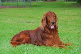 The golden irish cross is a cross between a golden retriever and an irish setter. My Golden Red