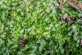 Image result for Polyphlebium