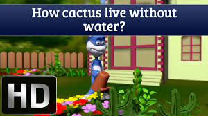 Although cacti can survive without water for weeks on end, there's no way that it's going to thrive with that little attention. Tell Me How How Can Cactus Live Without Water Youtube