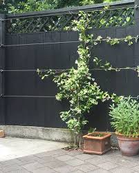 Trachelospermum jasminoides is a species of flowering plant in the family apocynaceae, native to eastern and southeastern asia (japan, korea, southern china and vietnam). Star Jasmine Climbing Frame Trellis Plants Courtyard Plants Backyard Landscaping
