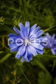 Common Chicory Cichorium Intybus Flowers Macro Foto Chicory Flowers Medicinal Herbs