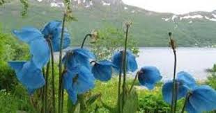 Himalayan Blue Poppy Meconopsis Betonicifolia Wild Flower 50 Seeds Bn Ebay Poppies Blue Poppy Planting Flowers