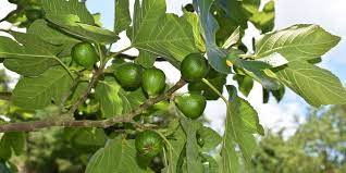 A maturité, les fruits sont selon les variétés de couleurs verdâtre, jaunes ou plus ou moins violet. Tailler Un Figuier Quand Et Comment Nos Conseils