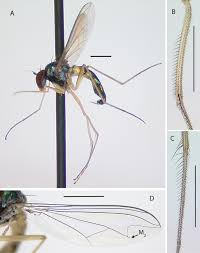 Image result for Dolichos junodii