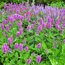 Image result for Stachys
