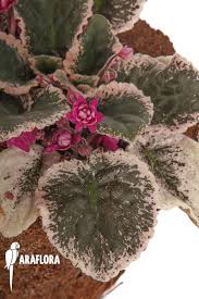 Image result for Saintpauliopsis