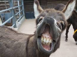 The Donkey Sanctuary - Always start your Saturday with a big smile! 😆 |  Facebook