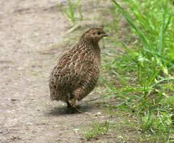 Image result for quail