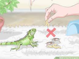 How To Care For An Iguana With Pictures Iguana Food Iguana Pet Iguana