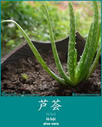 芦荟 lu hui aloe vera lo hội plants chinese language aloe vera