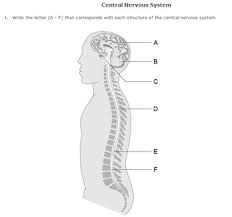 Neurons are the central nervous system: Central Nervous System Diagram By Help Teaching Tpt