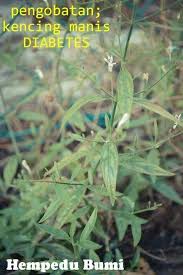 Daun Insulin Obat Alami Tanaman Obat Kesehatan