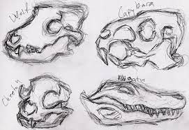 Okay this you need to know to start with. Easy To Draw Animal Skulls Novocom Top