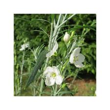 Image result for Gomphostigma