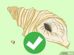 How to make a conch shell horn. How To Blow A Conch Shell 9 Steps With Pictures Wikihow