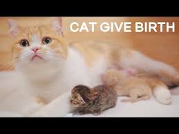 Cat Giving Birth To Unknown Breed Kittens Youtube In 2020 Cats Kittens Birth Animal
