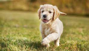 Based on their age and build, a golden retriever, in a full sprint, can run up to 35 mph (miles per hour). How Much Exercise Does A Golden Retriever Need Totally Goldens